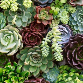 Succulent Variety