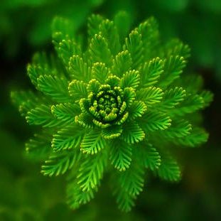 water-plant-green-fine-layers